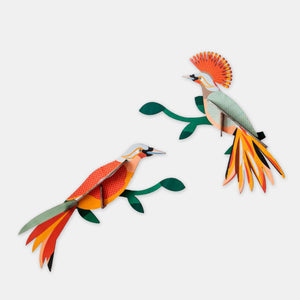 Obi, oiseaux de paradis - Studio Roof